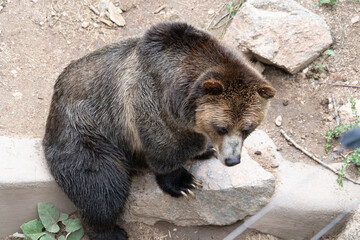 Wall Mural - Grizzly bear walking in a zoo, view from above