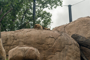 Wall Mural - Lion asleep on a rock in a zoo