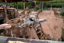 Giraffe Sticking Out Its Long Black Tongue To Eat Some Lettuce From A Feeding Platform In A Zoo