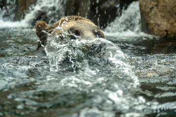 Wall Mural - Head of a brown grizzly bear swimming in the water, as seen through the glass of a zoo in the Rocky Mountains