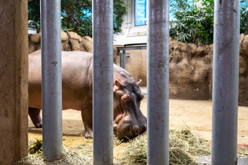 Wall Mural - Hippopotamus eating behind bars in a zoo