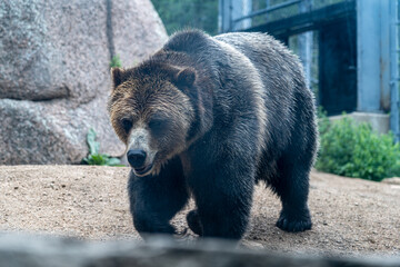 Wall Mural - Grizzly bear walking in a zoo