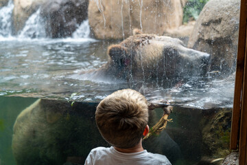 Wall Mural - Young boy watching a grizzly bear play in the water through the glass in a zoo, up close