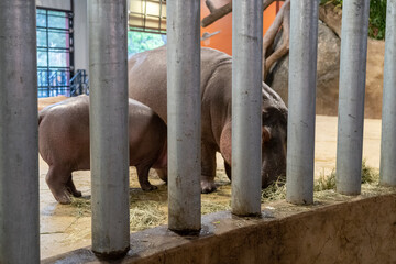 Wall Mural - Mother and baby hippo eating behind bars in a zoo