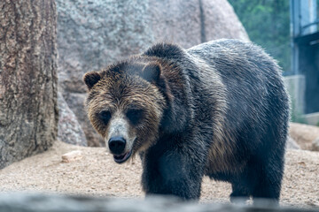 Wall Mural - Grizzly bear walking in a zoo