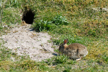 Poster - Lapin de garenne, terrier,  Oryctolagus cuniculus