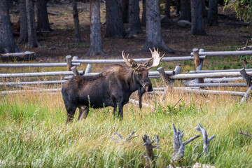 Wall Mural - Bull moose in Colorado by a lake, with trees and grass in the background