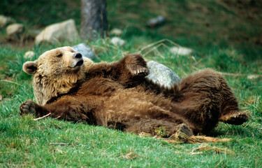 ours brun, ursus arctos