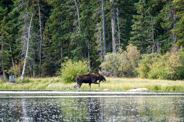 Wall Mural - Bull moose in Colorado by a lake, with trees and grass in the background