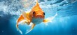 Animals gold fishes pets aquarium freshwater fish background - sweet cute goldfish (cyprinidae) swimming in blue water