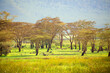 beautiful African landscape with acacia. Mountains, trees