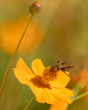 A Fiery Skipper Butterfly Gathers Nectar From A Marigold Flower On A Sunny Autumn Day In Southern Utah.