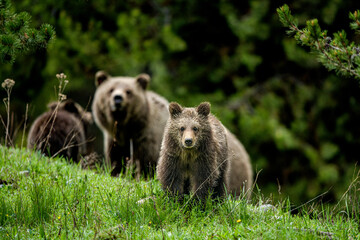 grizzly bears