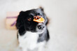 Border collie dog keeps dry citrus slice on her nose