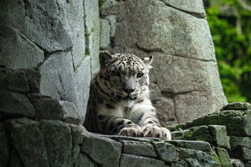 Poster - Big white Snow leopard lies with piercing yellow eyes