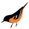 Baltimore oriole bird