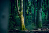 Fototapeta Tulipany - Green forest with sunlight on a tree trunk in Dutch woods
