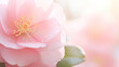 pink camellia petals