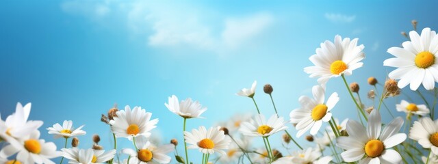 Wall Mural - Spring summer flower background banner panorama landscape - Spring summer meadow field with beautiful white daisy flowers ( Bellis perennis ) with sunshine and blue sky