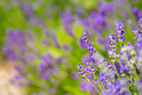 Fototapeta Kwiaty - Spring lavender flowers under sunlight. Lilac flowers close up. Beautiful landscape of nature with a panoramic view. Hi spring. long banner