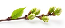 The Spring Season Brings Forth The Blossoms Of The Chestnut Tree Bud