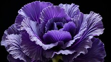 Decorative Purple Violet Unusual Cabbage Isolated Close Up Macro , Beautiful Flower