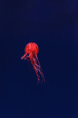 Wall Mural - underwater photography of beautiful jellyfish japanese sea nettle chrysaora pacifica