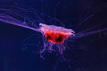 Wall Mural - underwater photography of a beautiful lion's mane jellyfish cyanea capillata