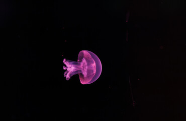 Wall Mural - underwater photography of a beautiful cannonball jellyfish stomolophus meleagris