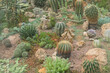 view from above on cactuses and succulents