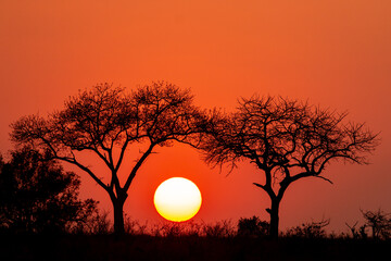 sunset with tree