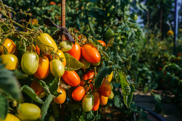 Wall Mural - Red and green tomatoes ripen on a branch