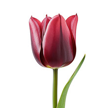 A Dark Maroon Tulip Flower Isolated On A Transparent Background. (PNG Cutout Or Clipping Path.)