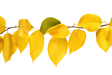 Wall Mural -  Yellow autumn leaves isolated on a transparent background. PNG cutout or clipping path.