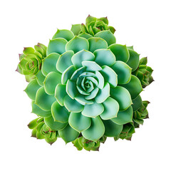 Wall Mural - Top view of Echeveria agavoides succulent house plants (also known as Lipstick Echeveria), a set of plants isolated on a transparent background. PNG, cutout, or clipping path.