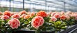 The floriculture industry utilizes modern greenhouses to grow flowers