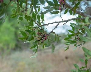 Pistacia lentiscus L. a type of dioecious, evergreen plant from the genus Pistacia, family Anacardiaceae