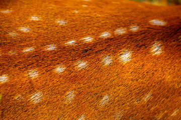 Wall Mural - sika deer fur close up. red animal fur background, fur texture. dappled deer.