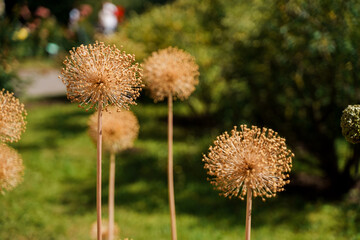 Wall Mural - A flower similar to a dandelion on a long stem in the Botanical Garden. Faded allium with seeds