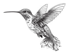 Hummingbird Bird ,hand Drawn Sketch In Doodle Style Illustration