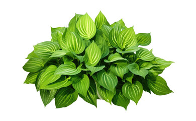 Wall Mural -  green leaves from Javanese treebine or grape ivy (Cissus spp.), a jungle vine and hanging ivy plant bush foliage, isolated on a white background with a clipping path.	
