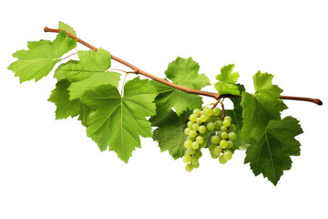 Wall Mural - grape branches or three-leaved wild vine (Cissus spp.), a jungle vine hanging ivy plant bush foliage, isolated on a white background with a clipping path.	
