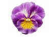purple iris flower  isolated on a transparent background. PNG cutout or clipping path.