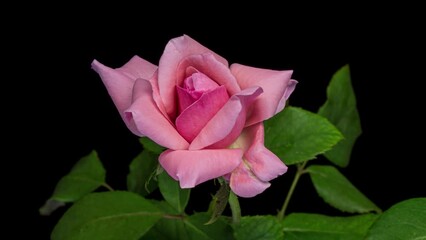 Wall Mural - Beautiful opening pink rose . Petals of Blooming pink rose flower open, time lapse, close-up. Holiday, love, birthday design backdrop. 