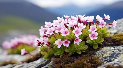 Canvas Print -  a group of small pink flowers growing on top of a moss covered rock with a mountain range in the background.  generative ai