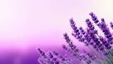 Fototapeta Lawenda - Close-up of a vibrant, aromatic lavender plant with thin, elongated leaves. The sharp focus captures the beauty and detail of its purple and green colors. A symbol of relaxation and wellness