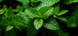 Fresh mint leaves with water drops over them, closeup detail. Generative AI