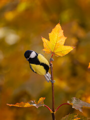 Wall Mural - a small bright bird tit sits on branches with bright maple leaves in autumn sunny park