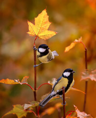 Wall Mural - two beautiful little tit birds are sitting on the leaves of a bright autumn maple in a sunny garden