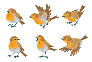 Poster - Set of six red robin birds in different poses, flying and sitting. In cartoon style. Isolated on white background. Vector flat illustration.